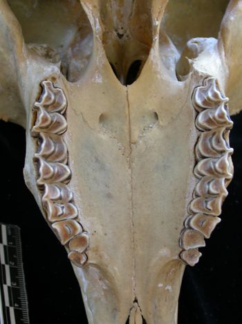 Media type: image;   Mammalogy 25355